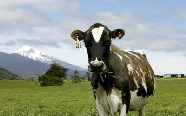 A New Zealand Dairy Cow A black and white spotted dairy cow, stood in a green field in front of a mountain